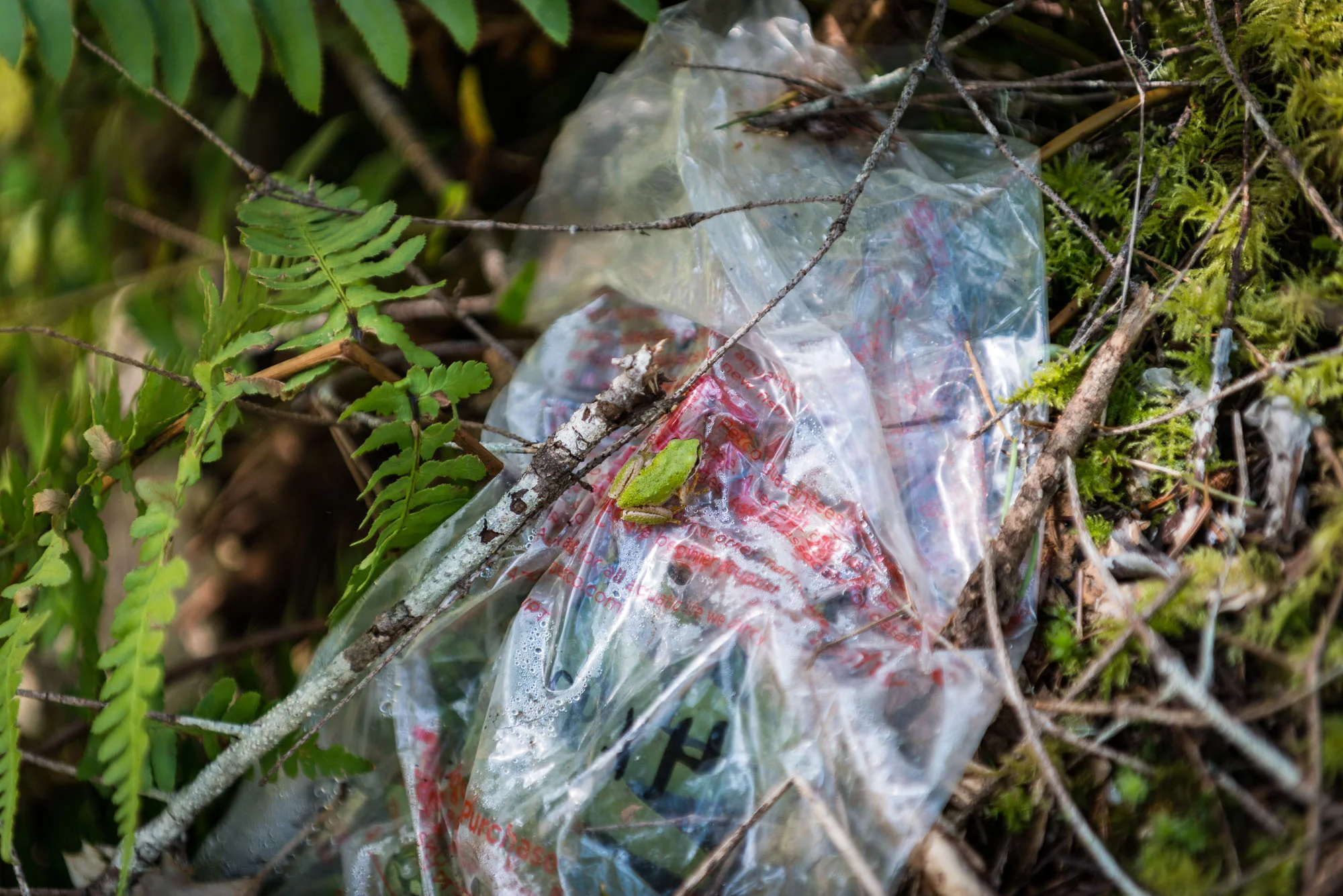 Taylor Creek 02.jpg