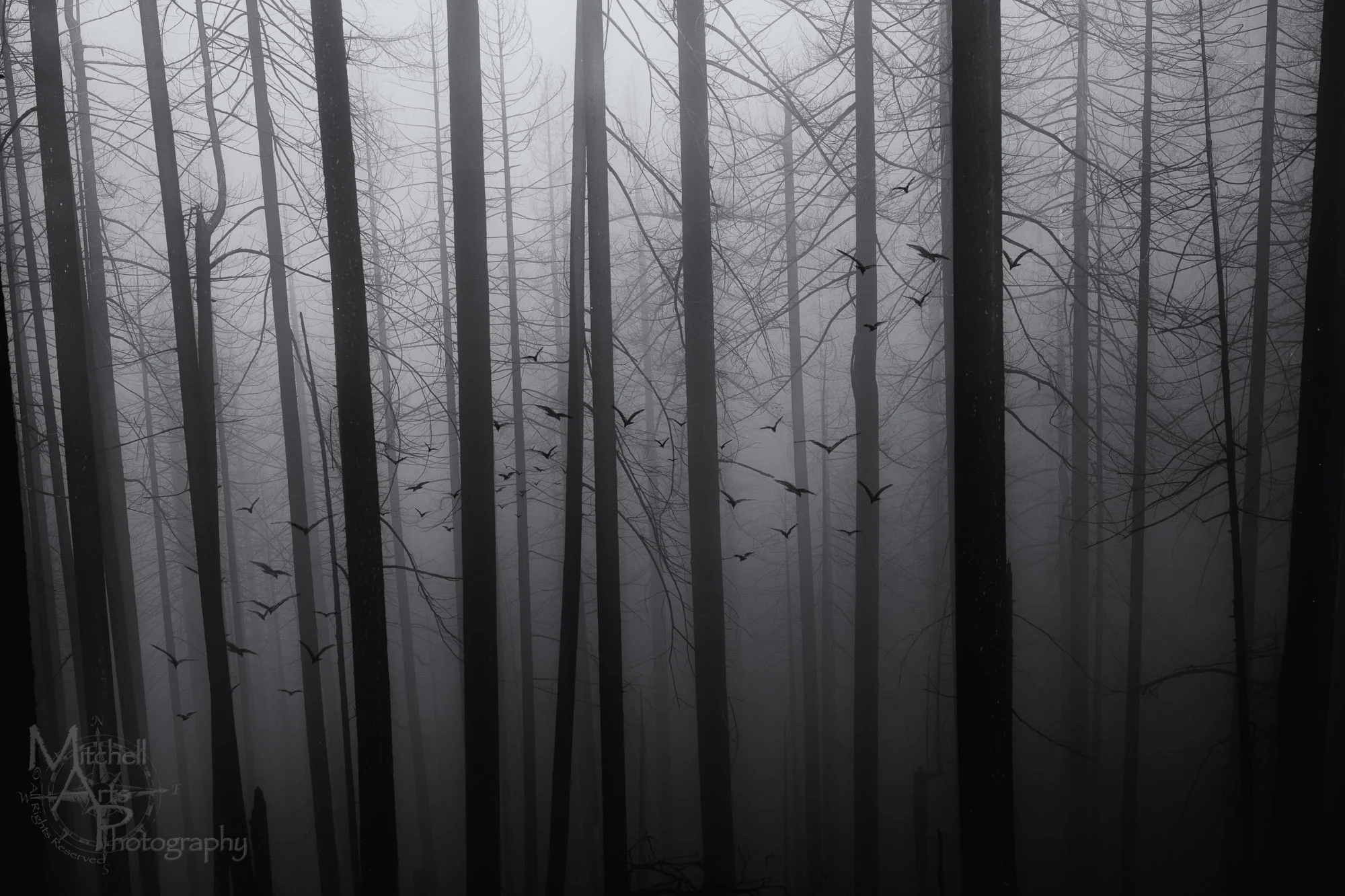 Misty_03.jpg