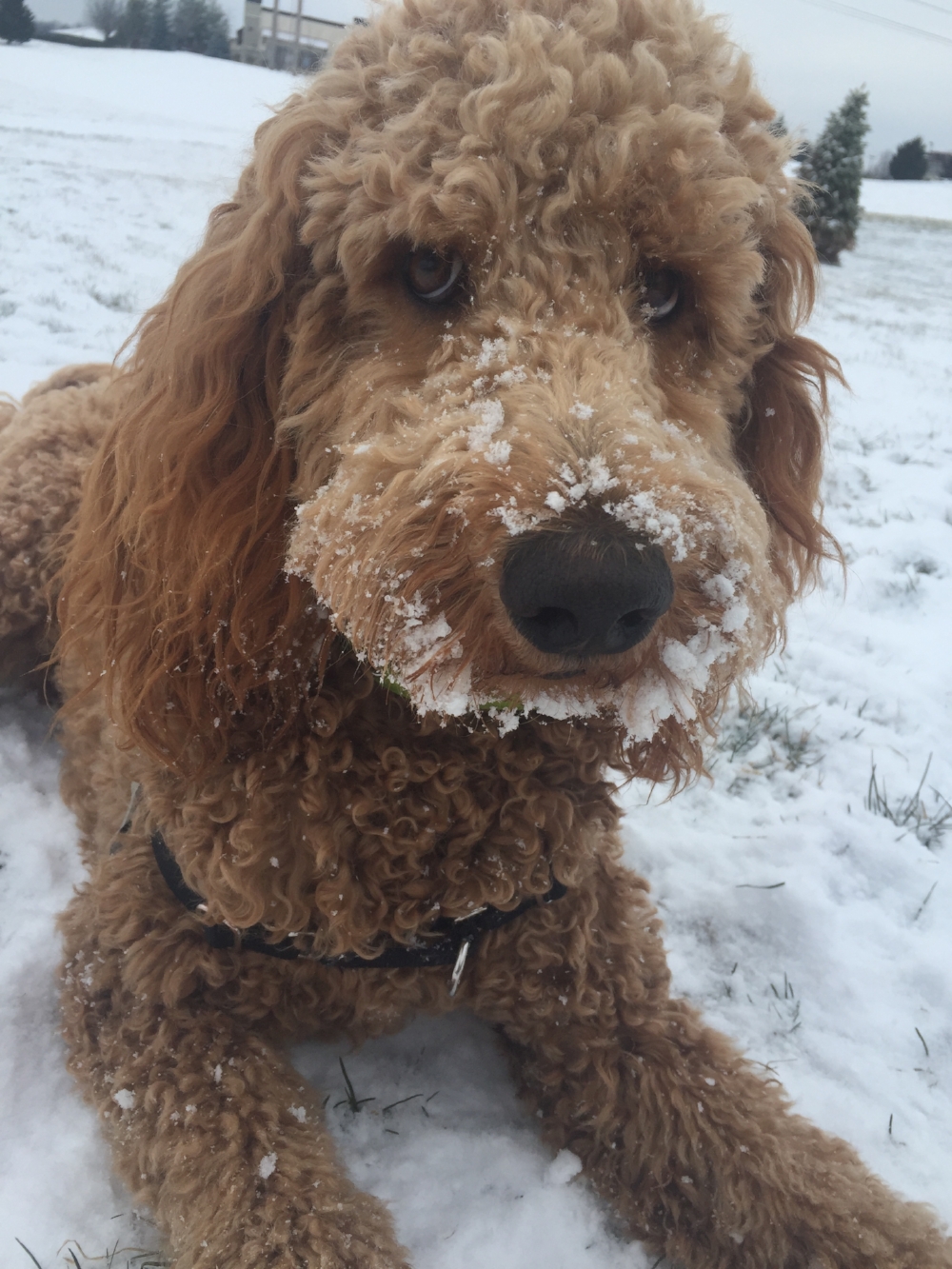 Those big brown eyes get him what he wants!