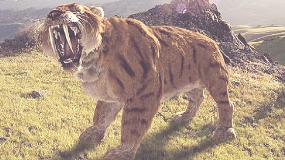 Copy of Stress and the sabre tooth tiger.png