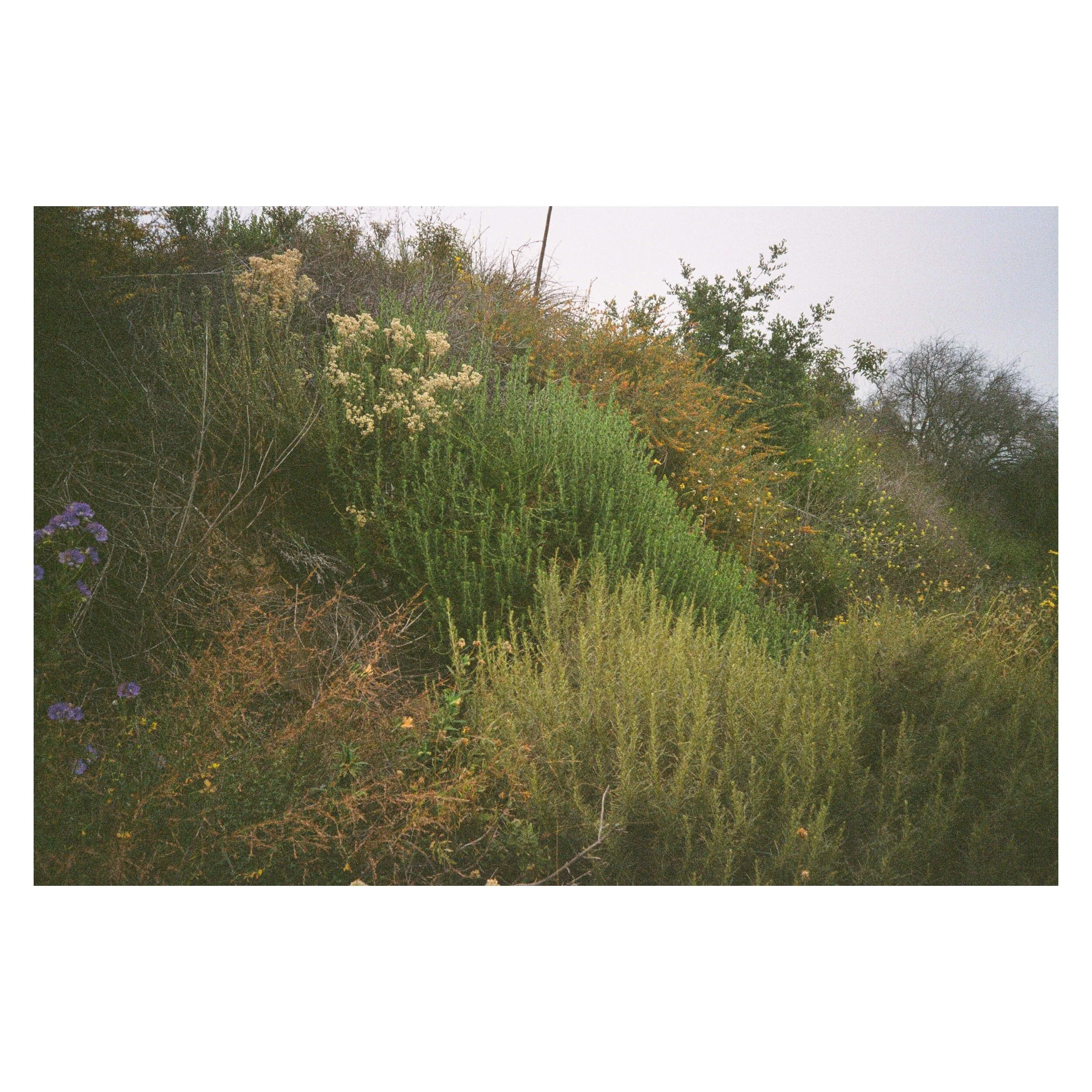 Brush, Sarah Boisjoli