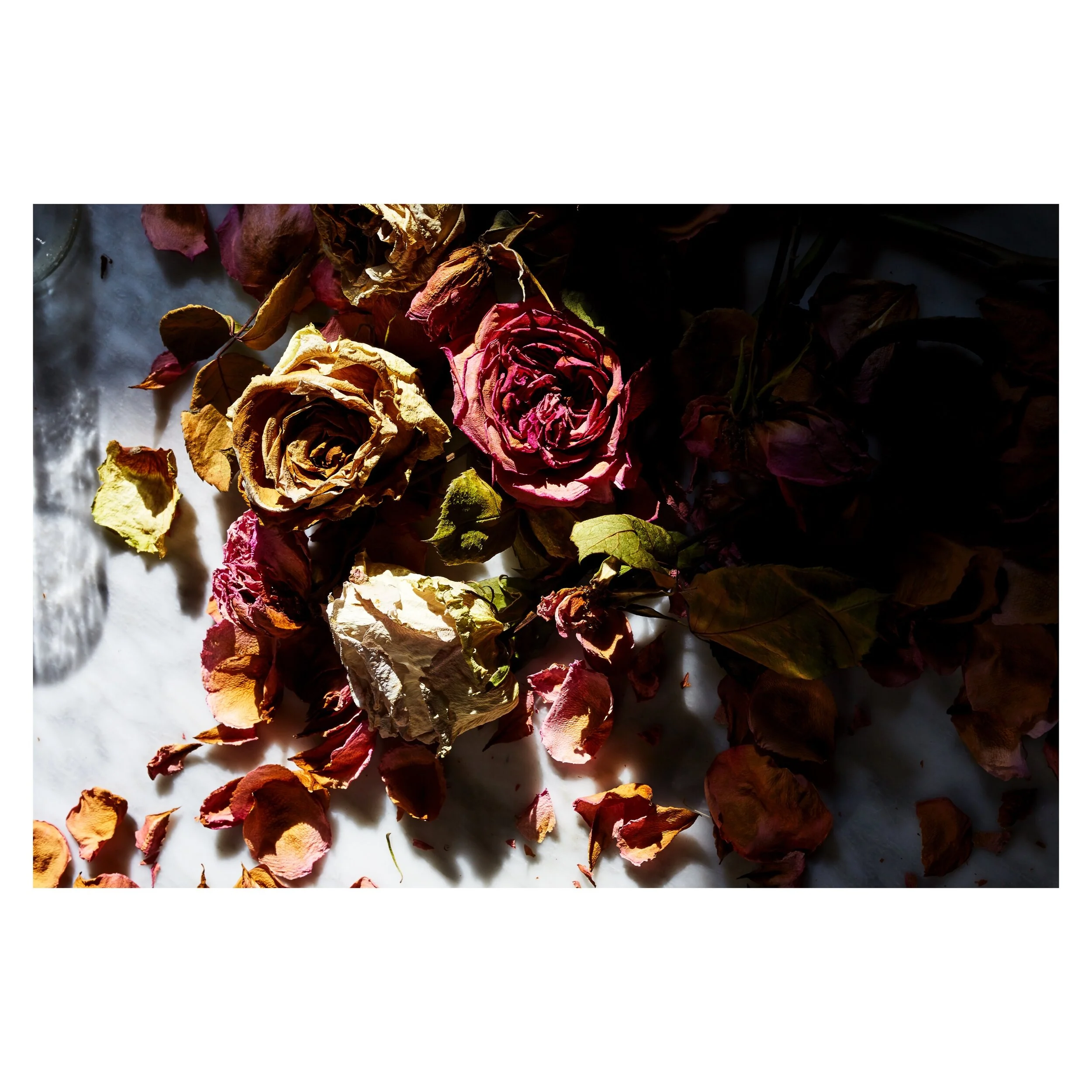 Peonies, Julia Gartland 