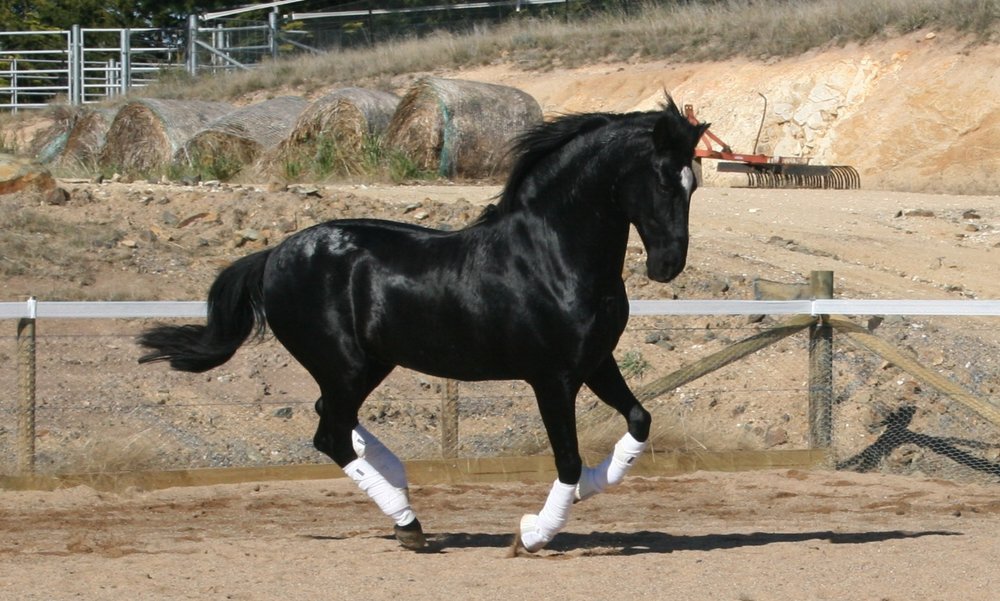 Stallions — Black Horse Manor