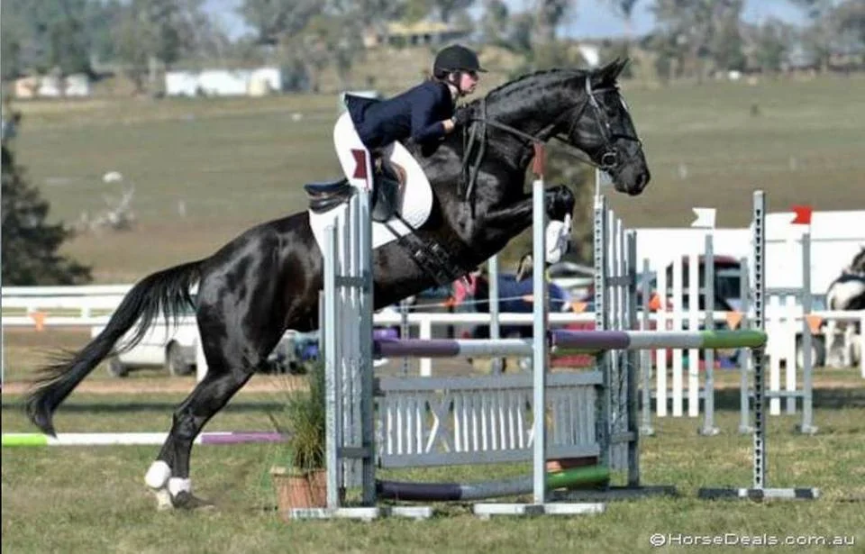 bhm-showjump-3.jpg