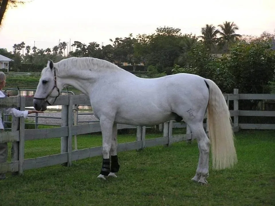 GAUCHO III