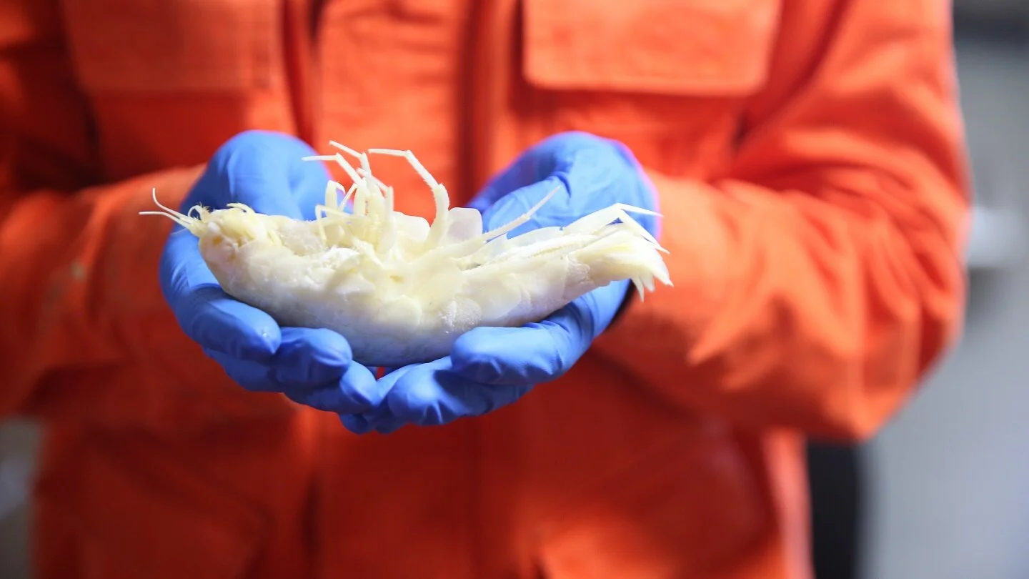    Mercury makes it deep into marine trenches  