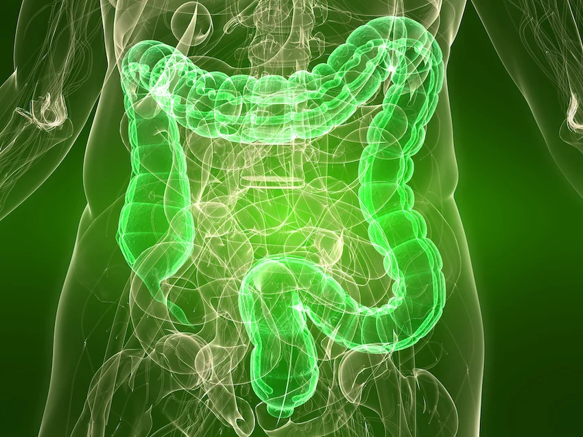 Why your gut is so important