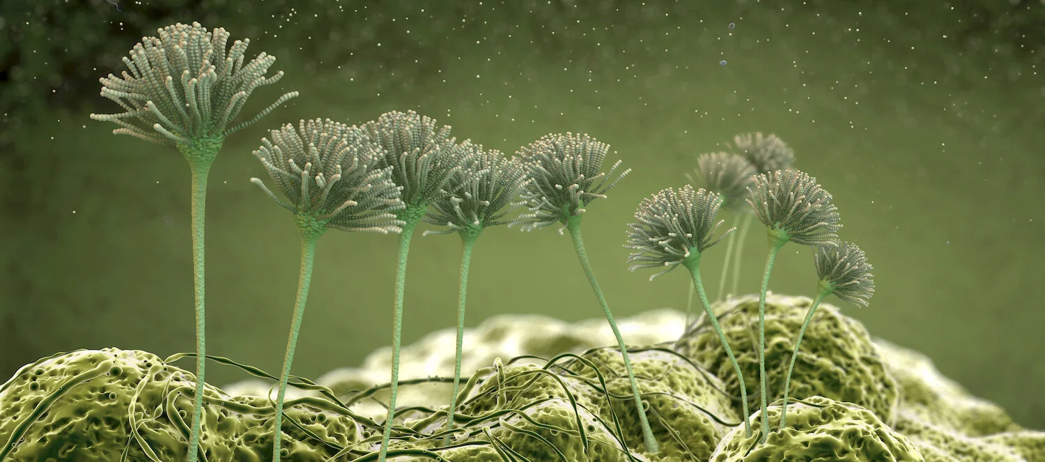 My CIRS or mould illness recovery