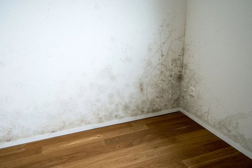 The serious impact environmental mould can have on your body