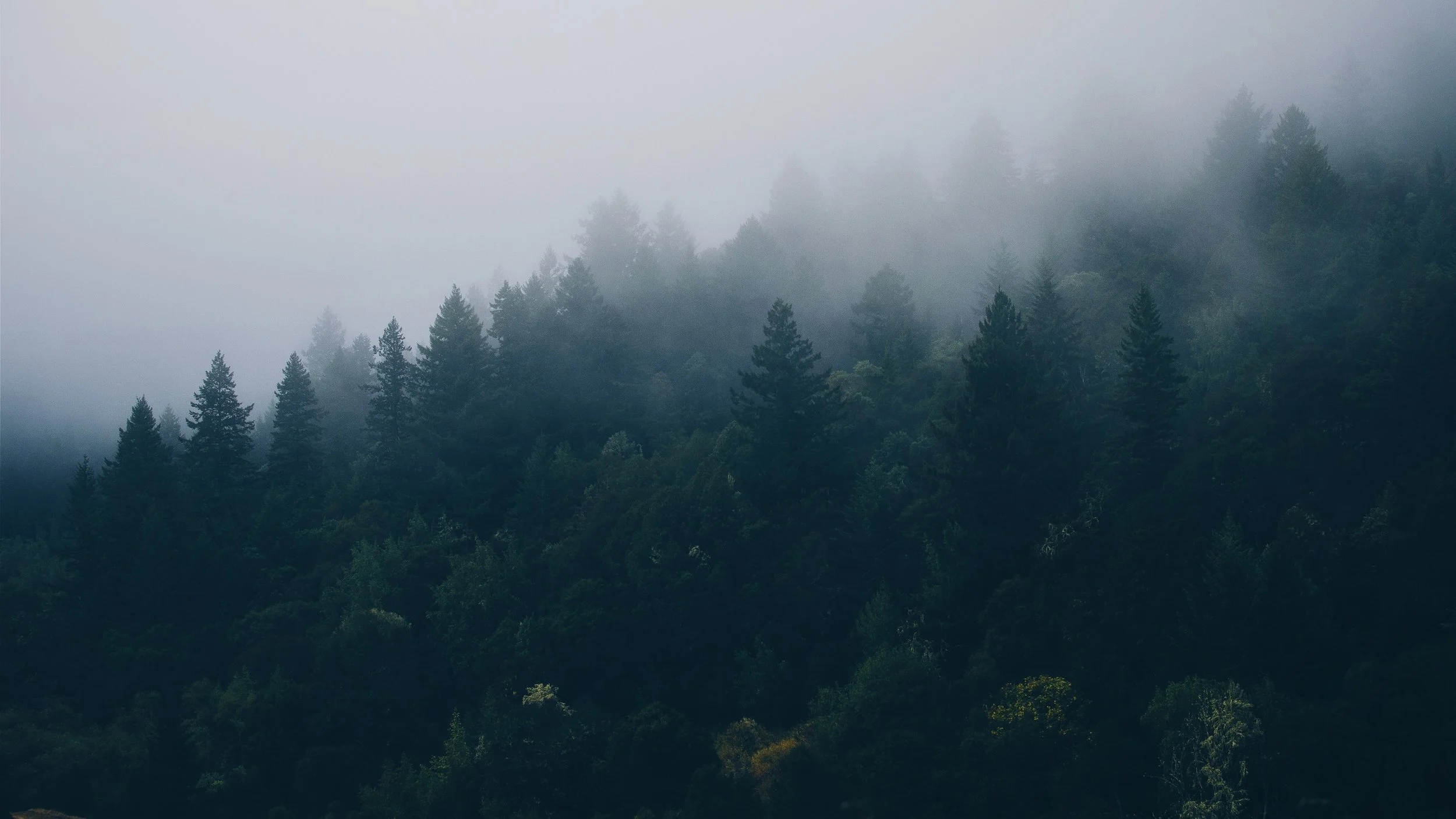 forest_trees_fog_110131_3840x2160.jpg