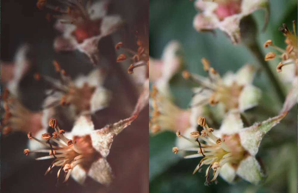 RETOUCHING ~ Shifted the hue to a more neutral value ~ Moved flower (top, middle) to create a better composition ~ Masked and darkened the background to create a focal point ~ Warmed the image by colour grading ~ Used the dodge tool to bring out highlights 