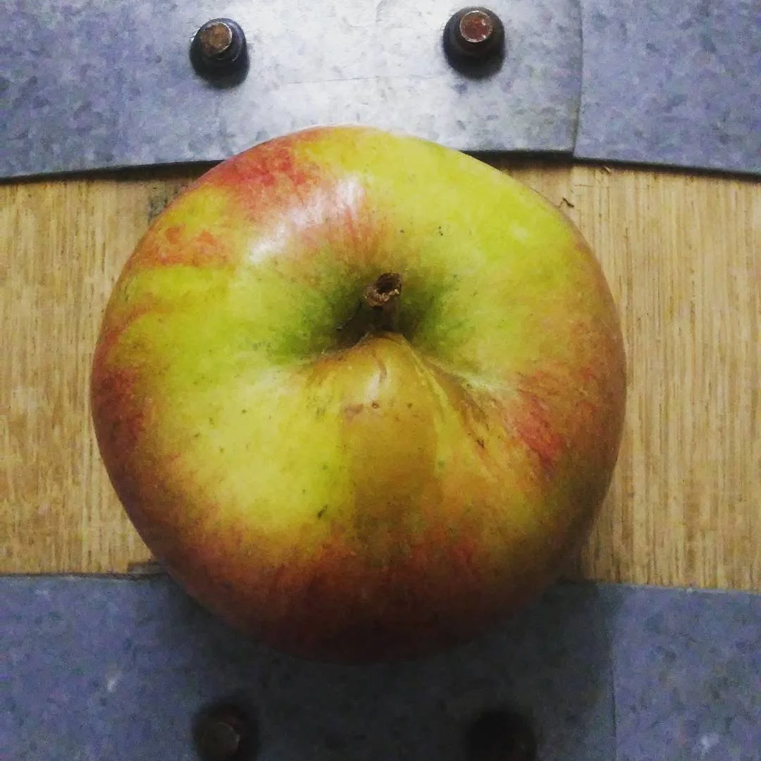 Filesforpressscrumpy.jpg