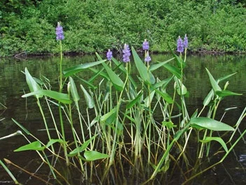 pickerell weed.jpg
