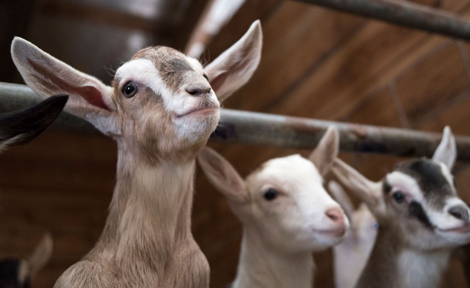 2-Kids-Goat-Farm-About-3.jpg