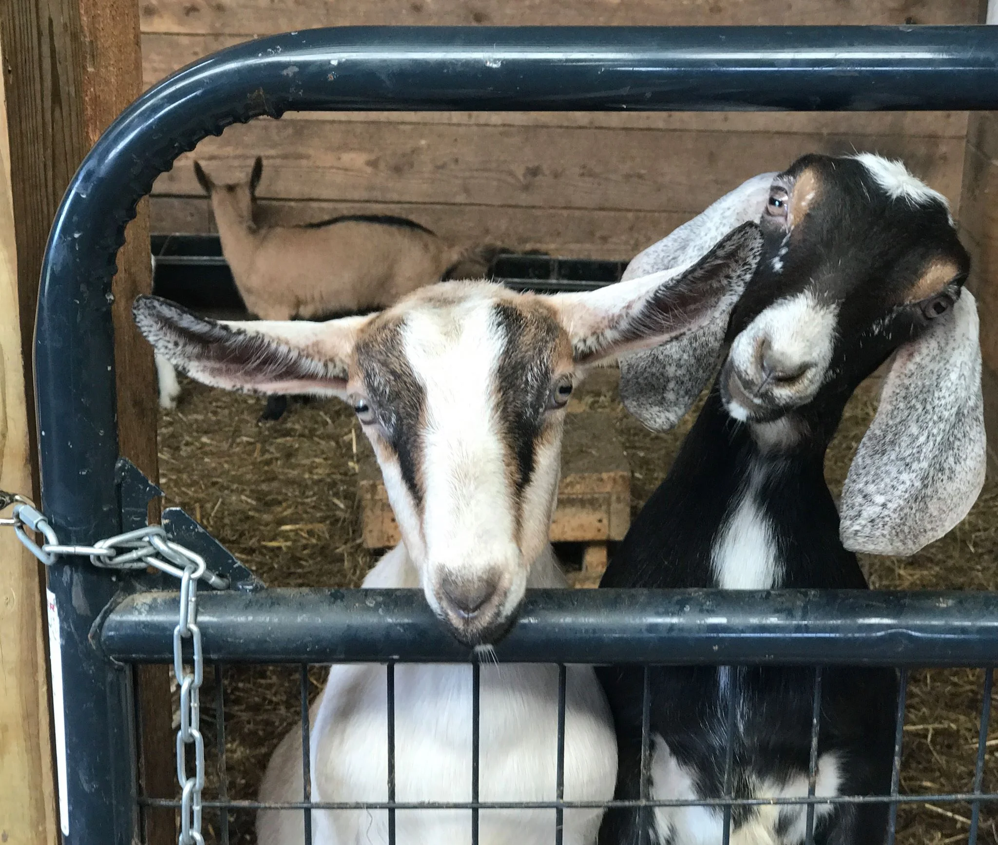 2-Kids-Goat-Farm Goat Fest 2017.jpeg