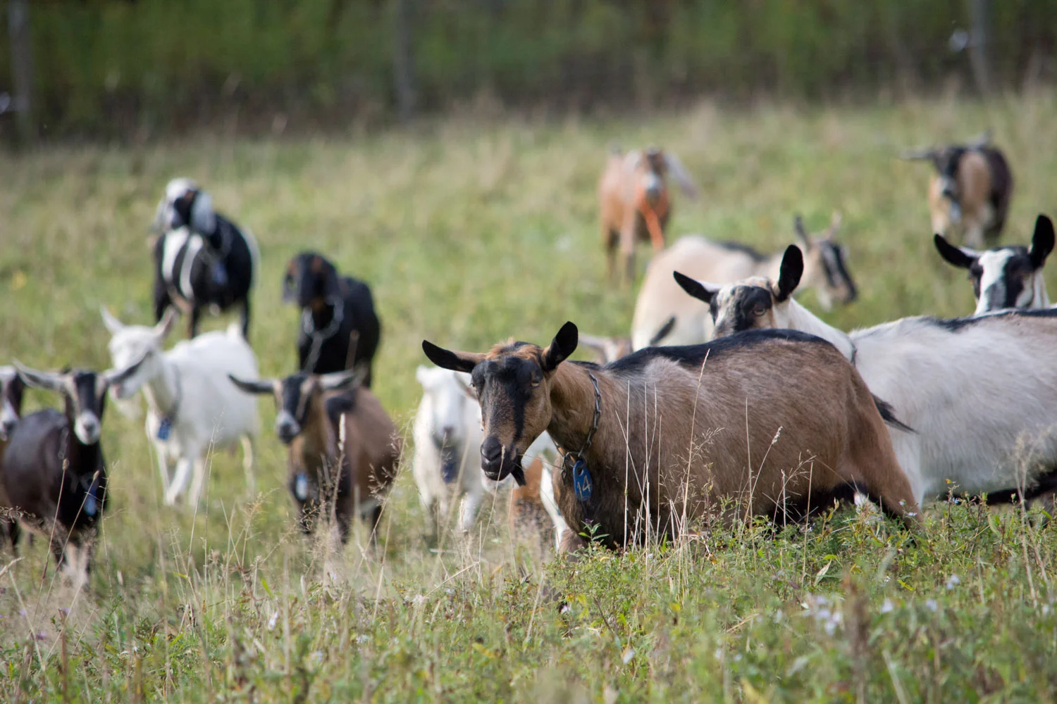 Domestic Animals Goat