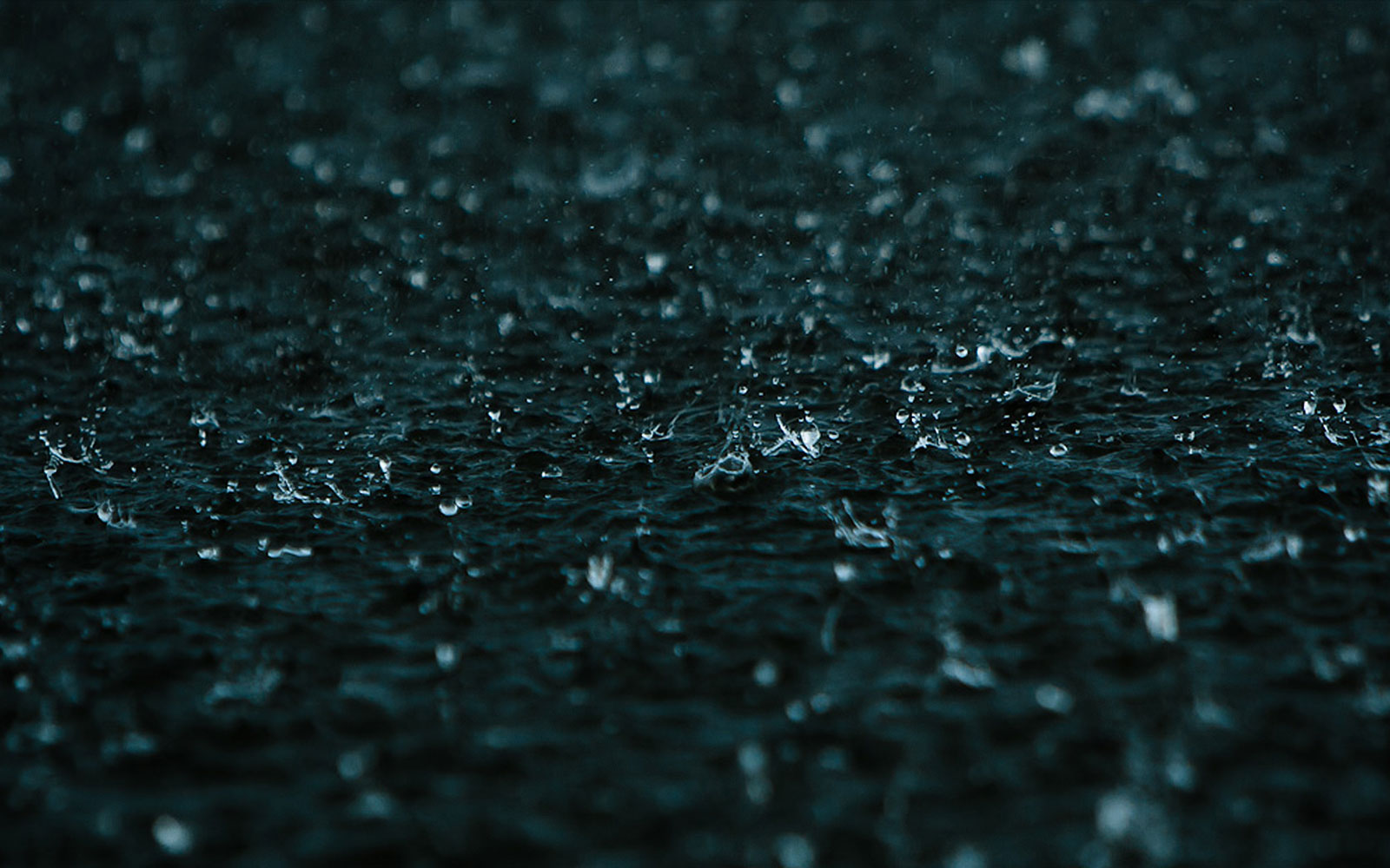Macro_3.jpg