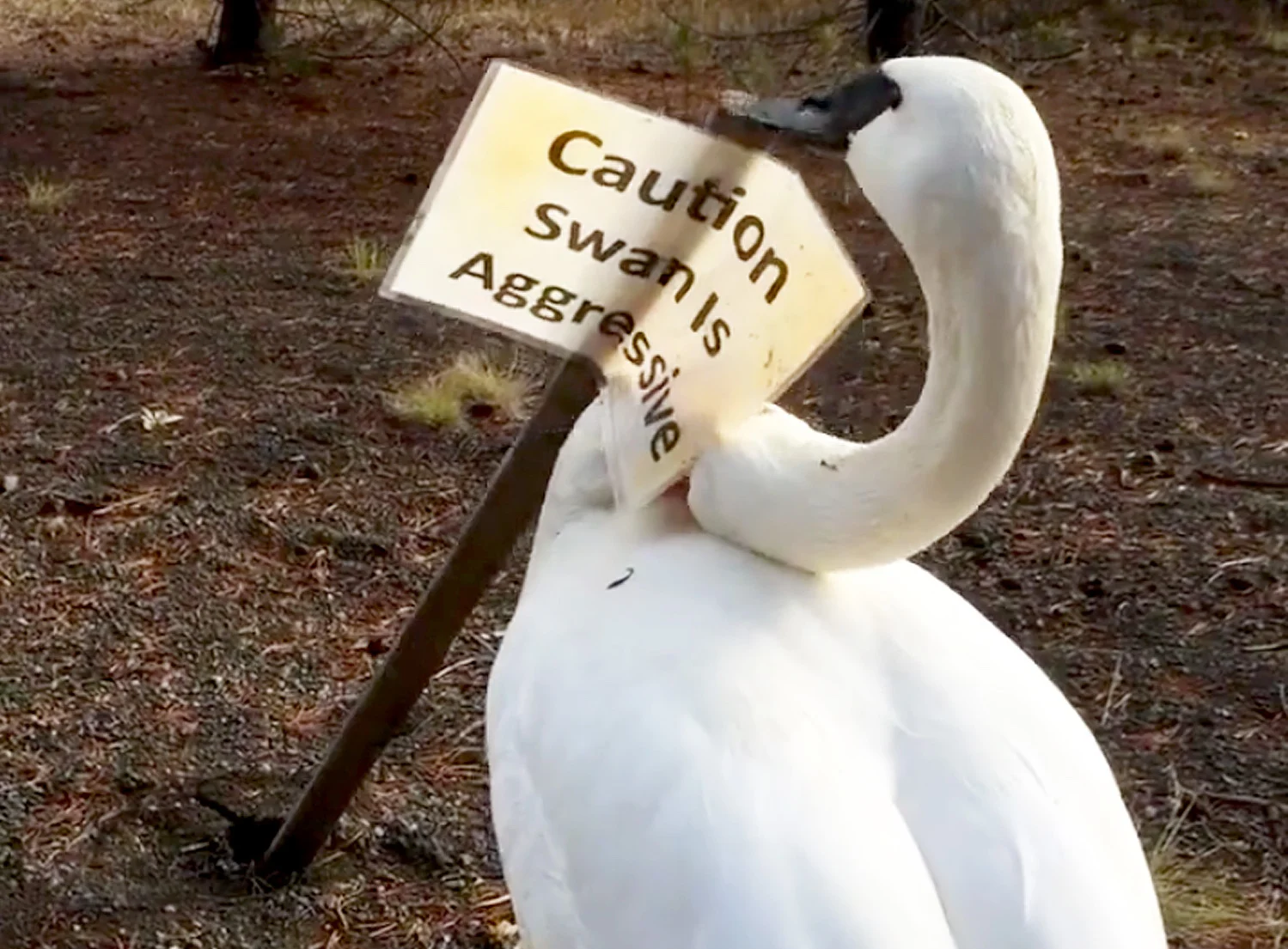 pleasure, populism, &amp; the public // thoughts on the future of arts institutions with twenty pictures of swans