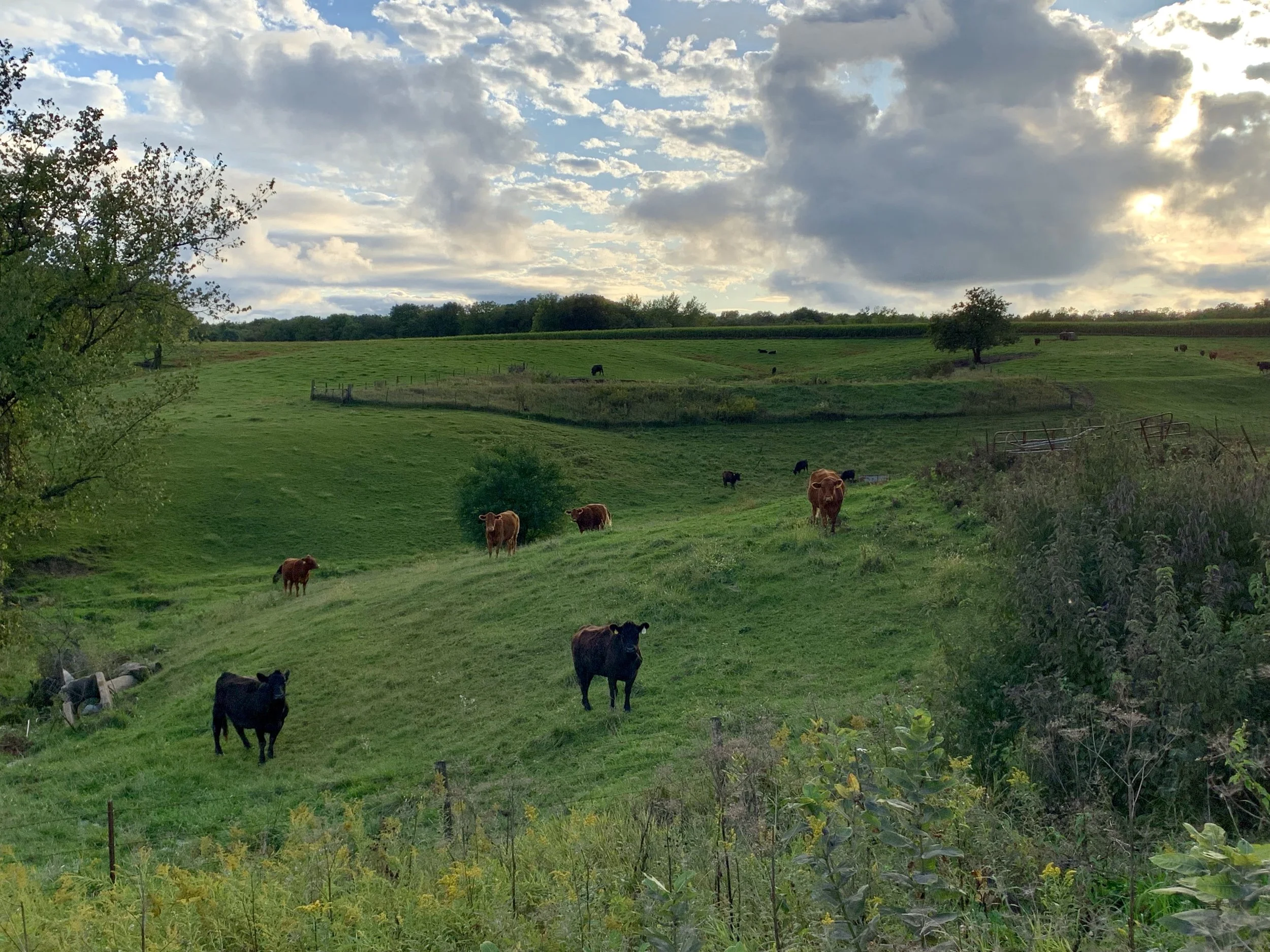 University of Iowa Guest Screenwriter