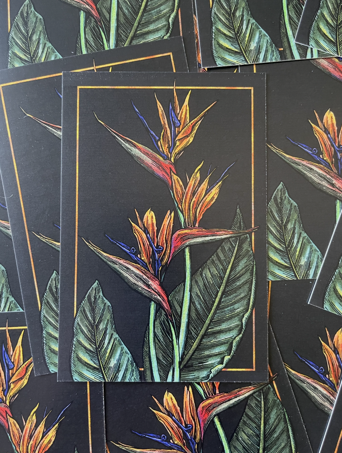 Bird of Paradise Postcard