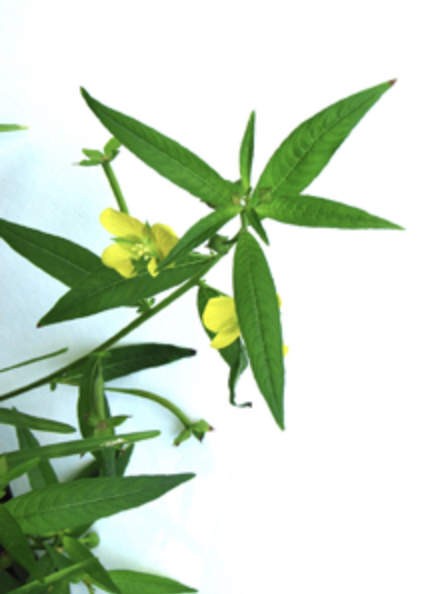 CONNECTED // CONNECTING // ALWAYS AND ESPECIALLY NOW // DAY 13