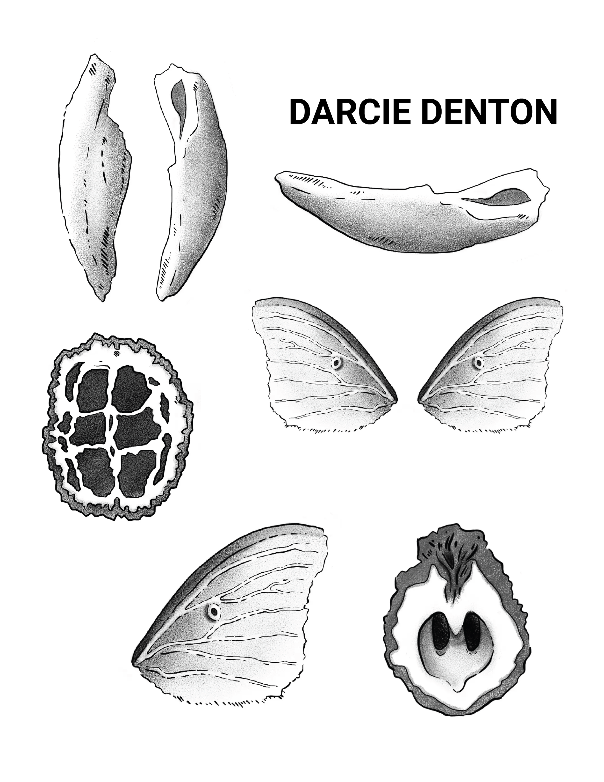 DARCIE DENTON FLASH.png