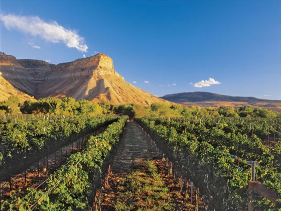 Vinyards below Shiprock, Palisade, CO
