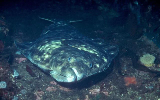 Photo Credit: Fish Watch