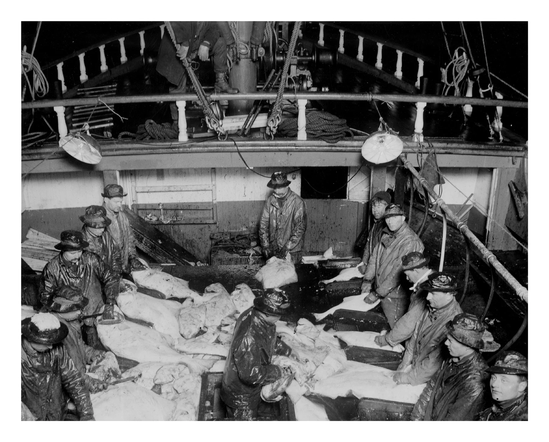 Crew cleaning halibut.