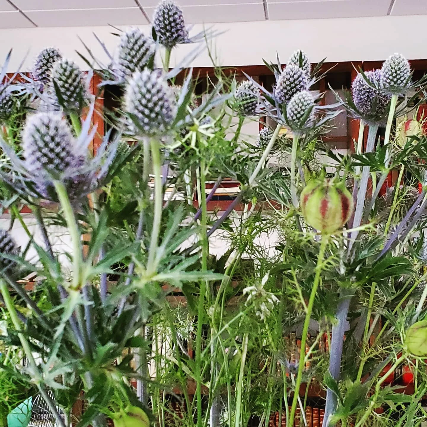 A bouquet of thistles for my office. Hello Monday! Back to work. 
#unexpectedbeauty #officelife #thistle