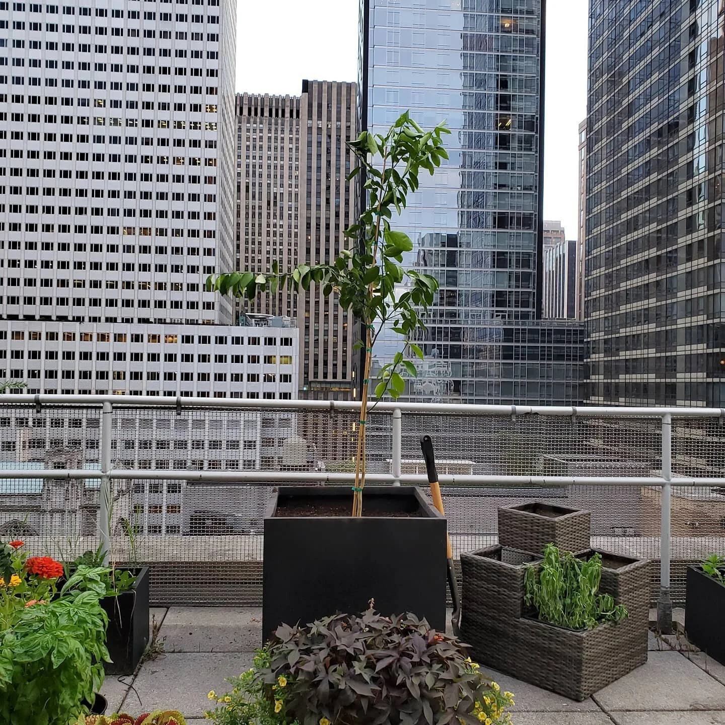 Who has lemon trees on their roof in NYC? We do!!!! One down one to go! @fastgrowingtrees #whenlifegivesyoulemons #nycgardening #urbanoasis #healthyoffice #ilovenyc