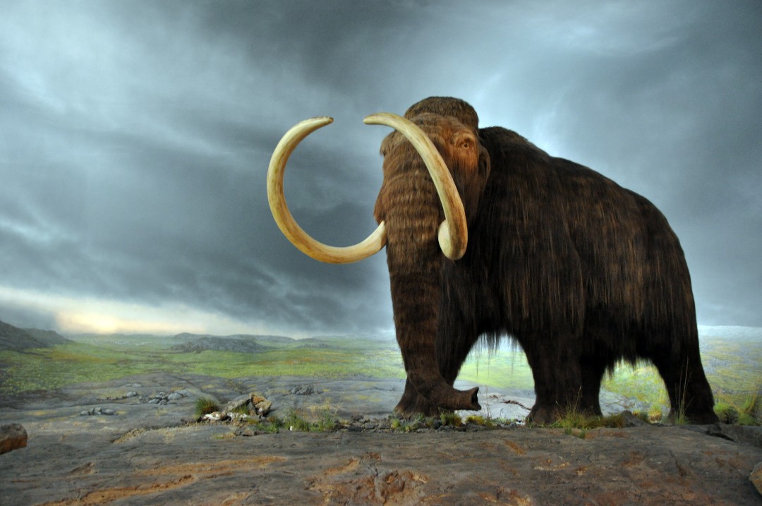 Mammoth.jpeg