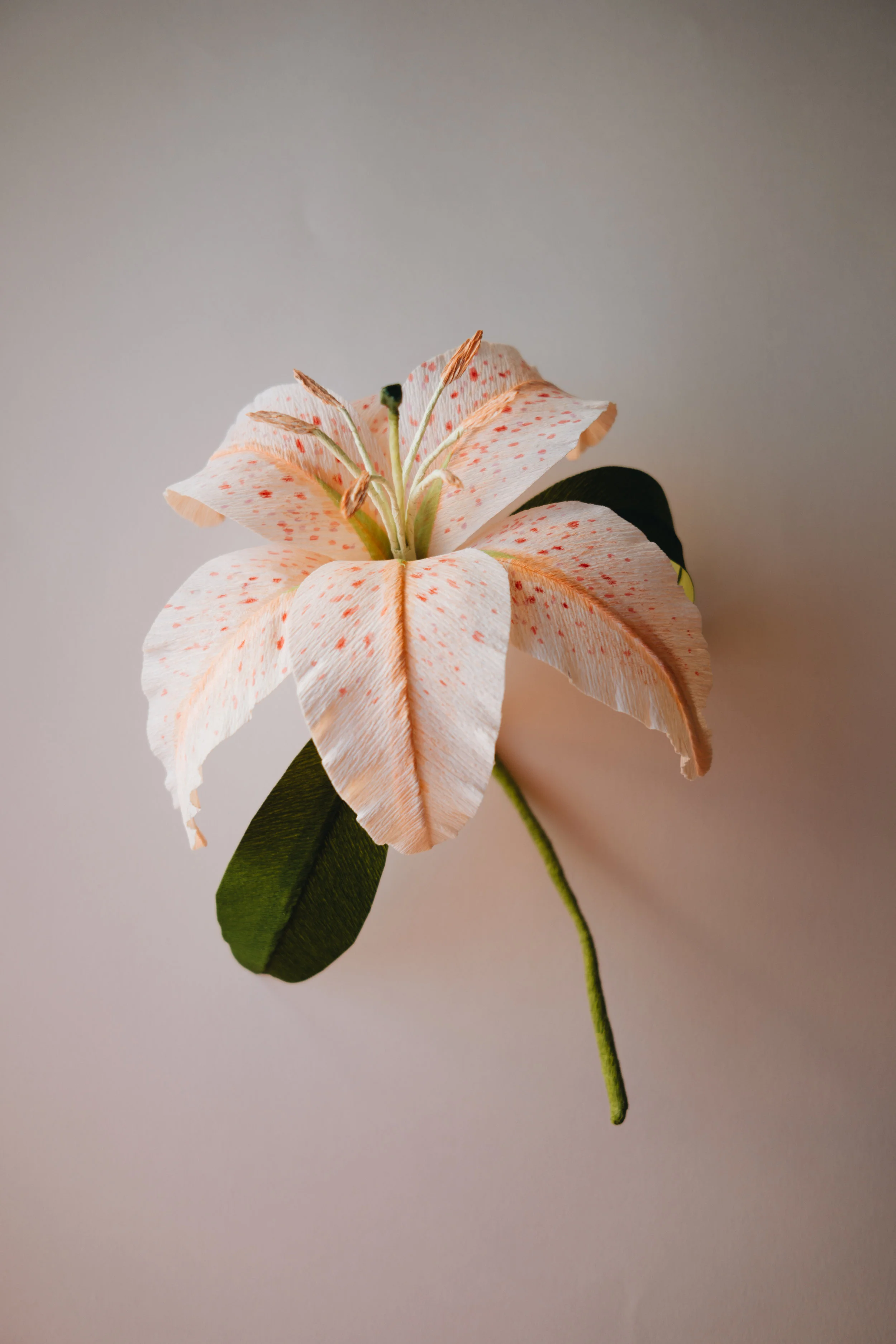 Salmon Star Oriental Lily Private Commission