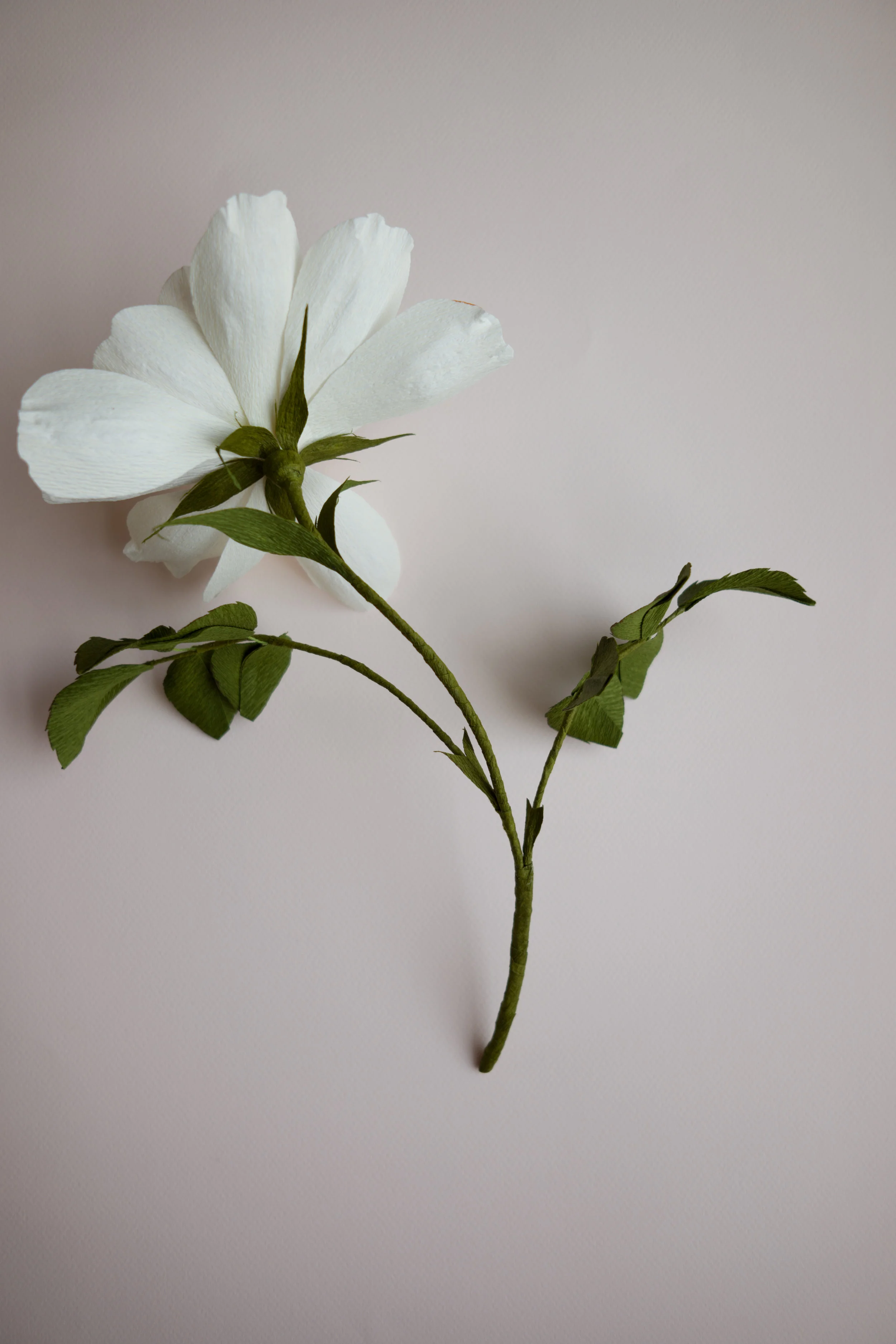 RosaAlbaSemiPlena-1000784.jpg