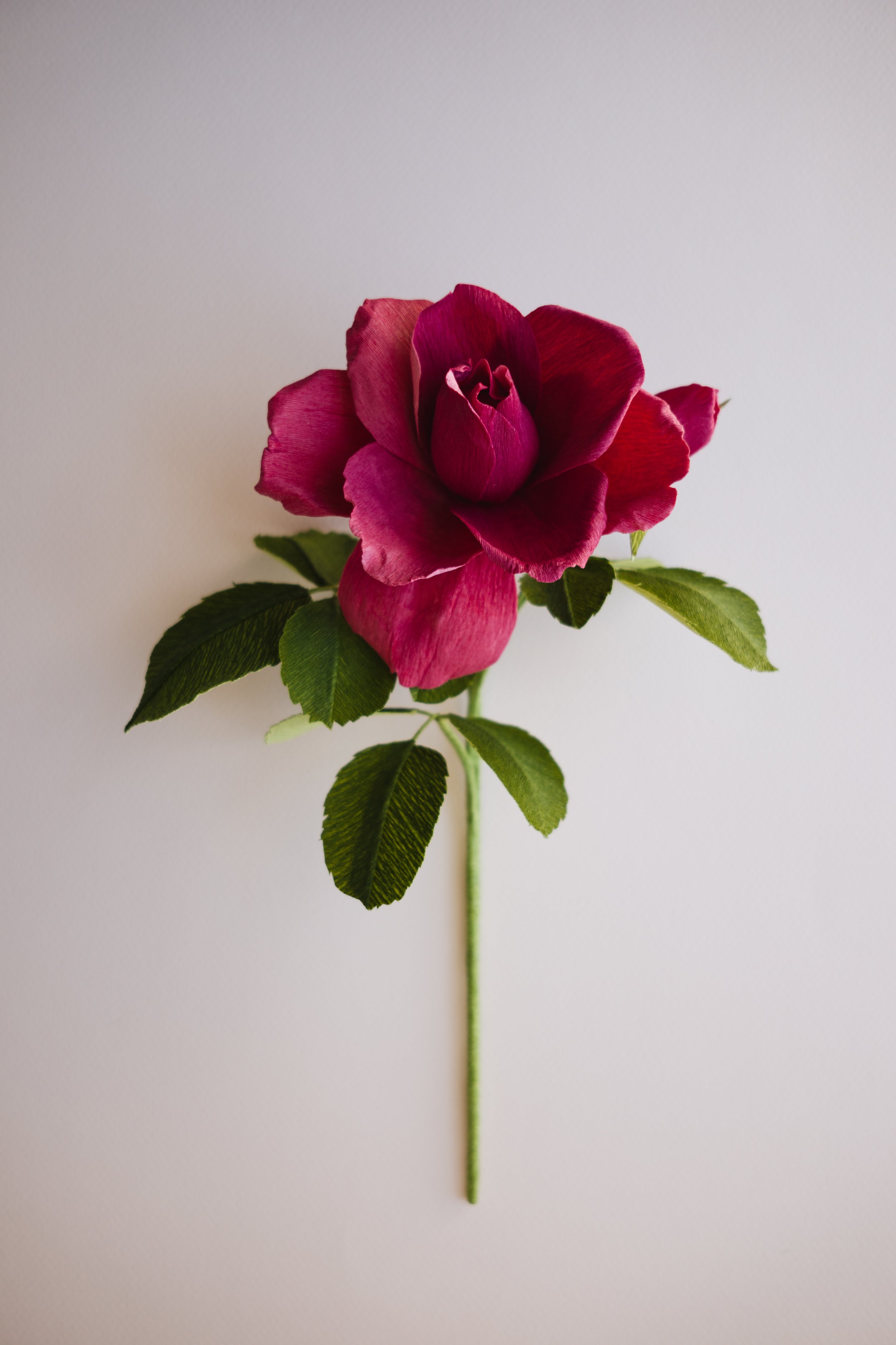Vintage Rose-1020983.jpg