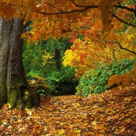 autumn-forest-wallpapers-3428.jpg