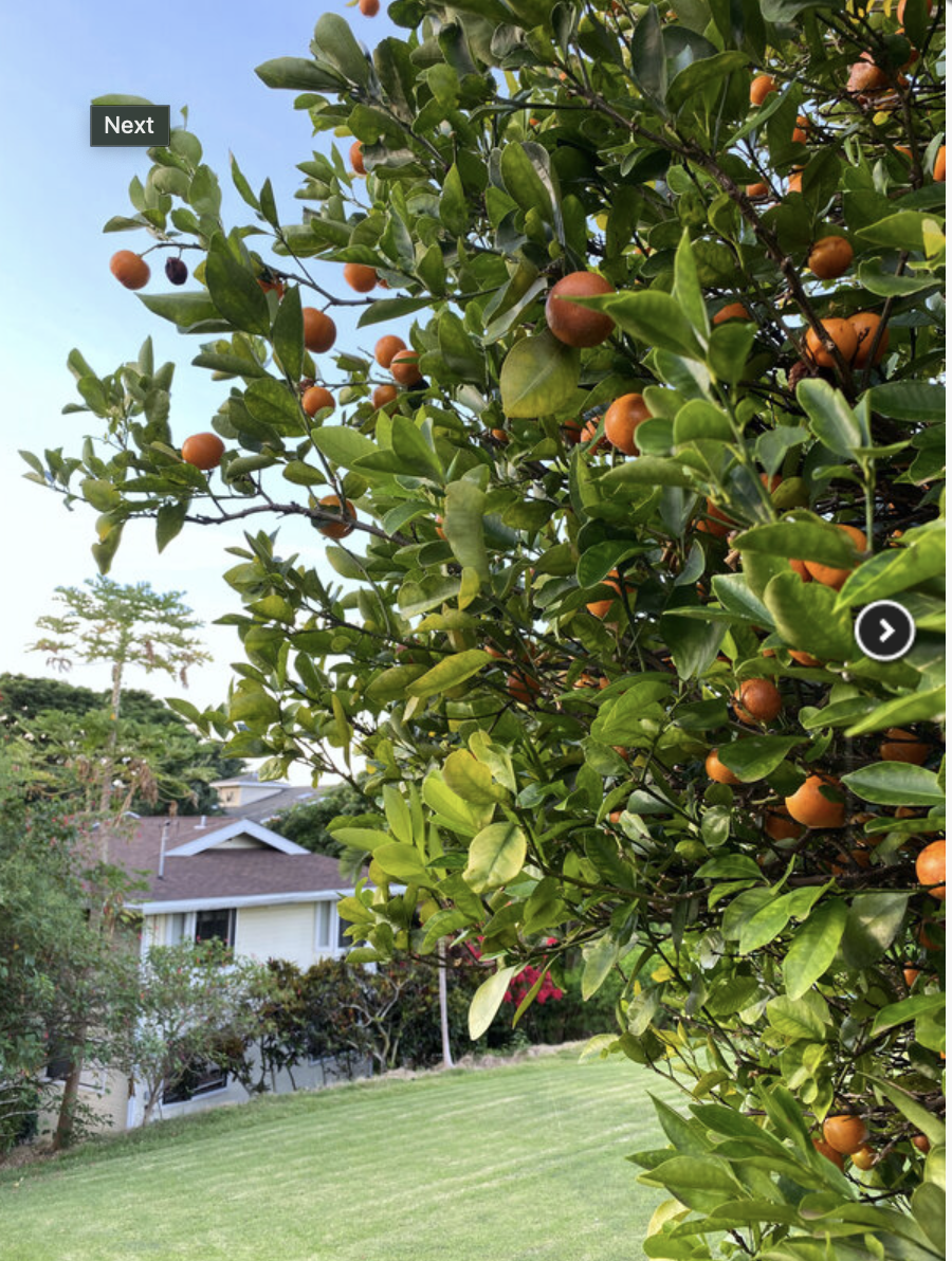 Fruit trees in your yard
