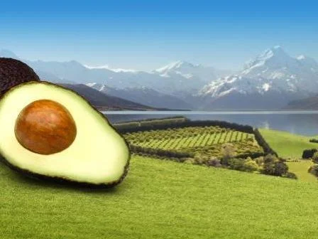 NZ Avocado Image