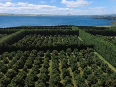 orchard aerial
