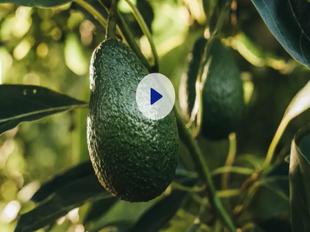 avo wind video
