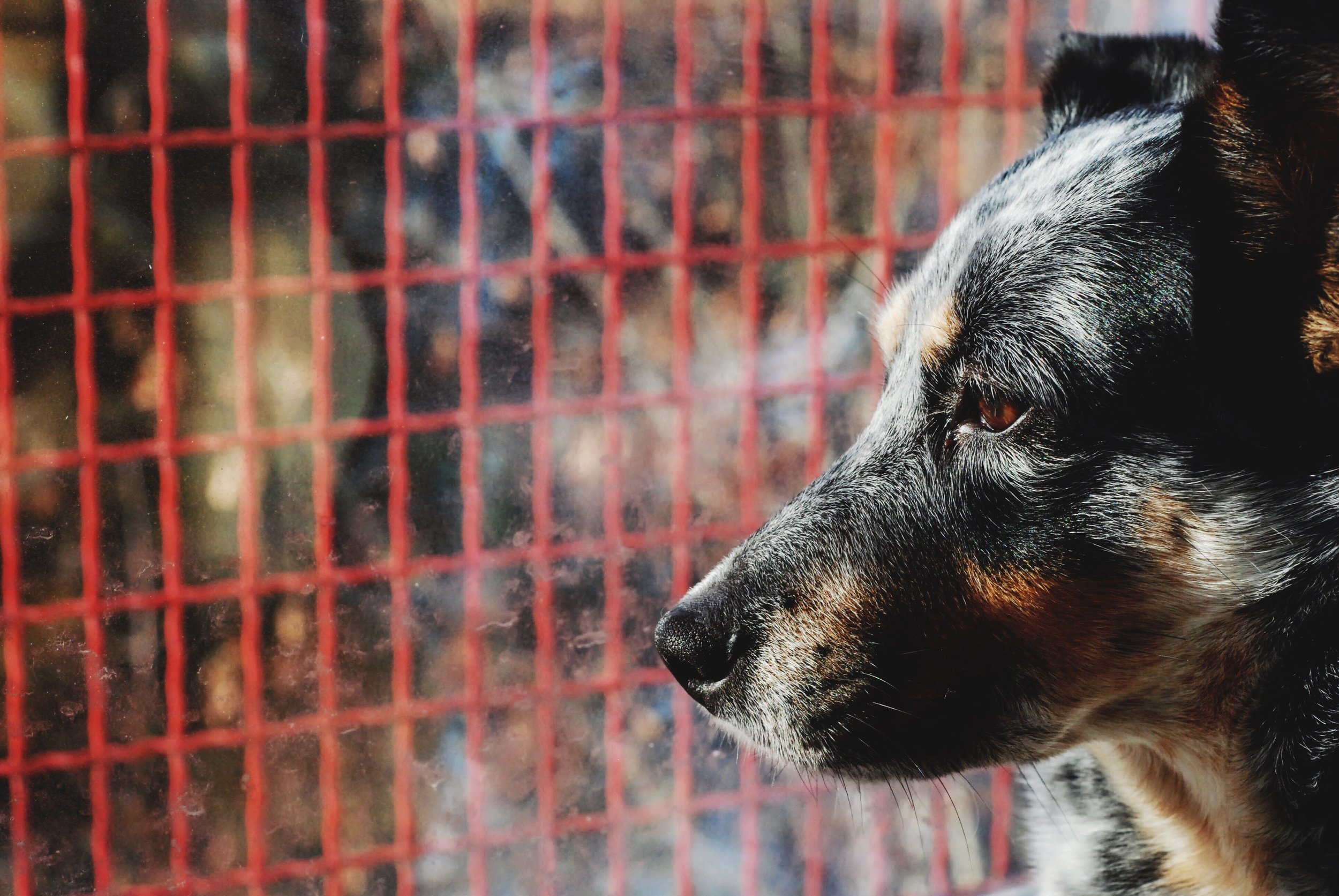 Mckee Houdini - rescued blue heeler