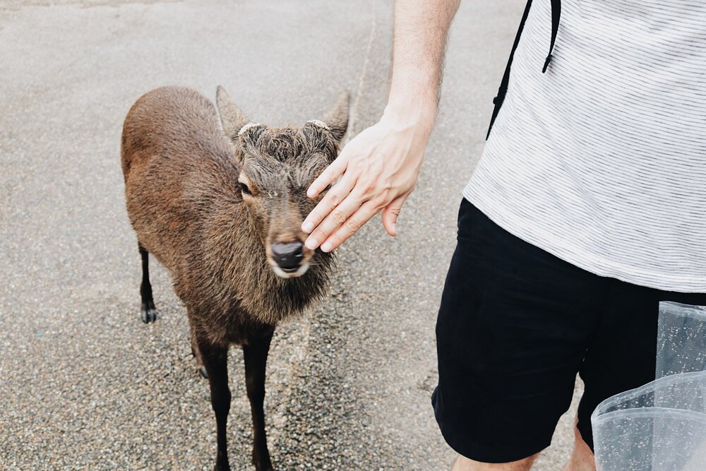 agressive deer in nara