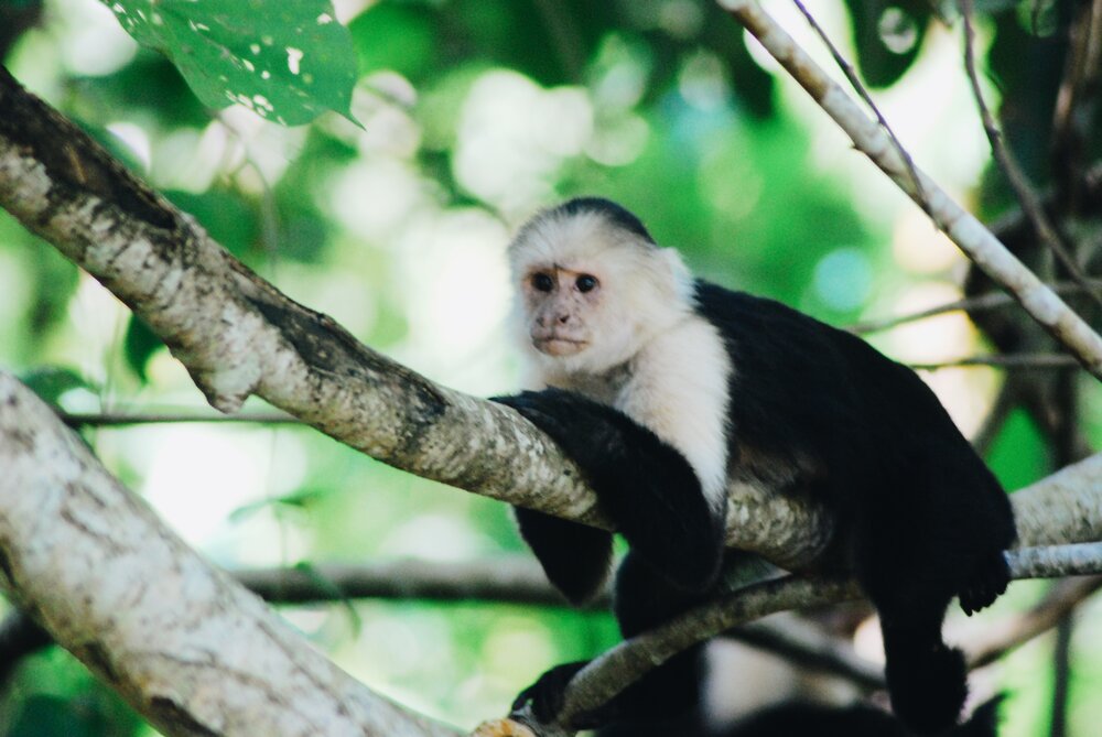 monkey in a tree in Costa Rica