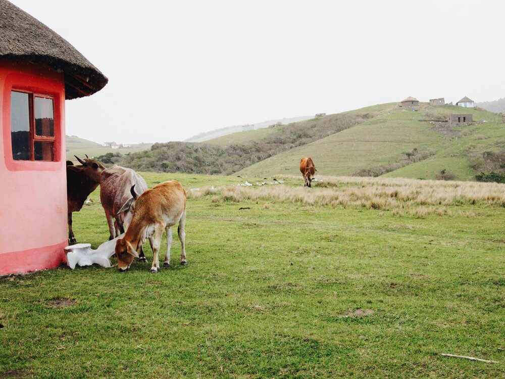 Bulungulu, Eastern Cape, South Africa.