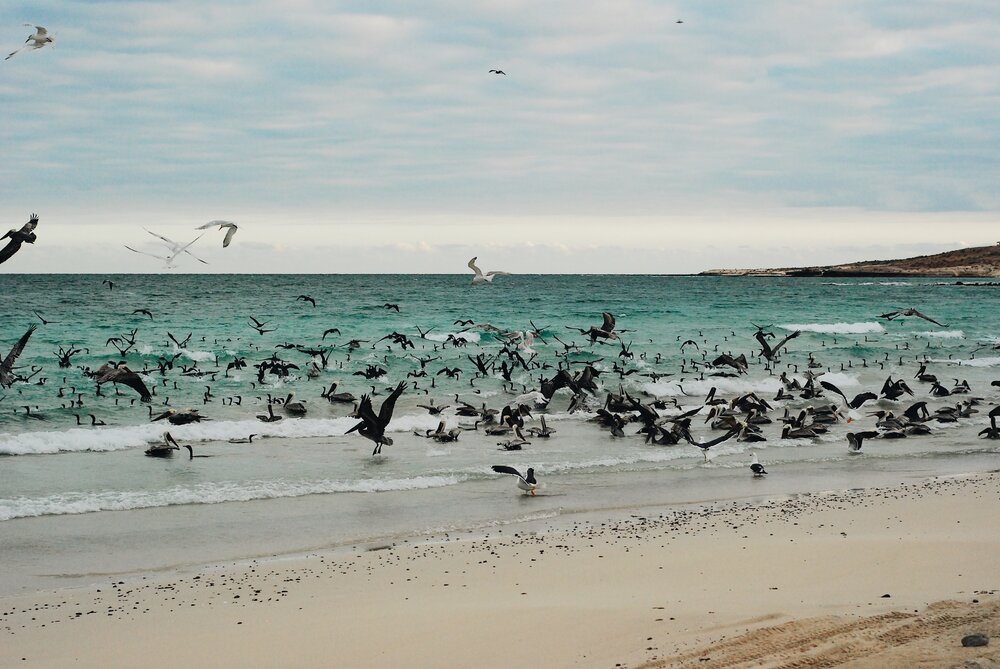 beach in Baja Mexico, near La Paz