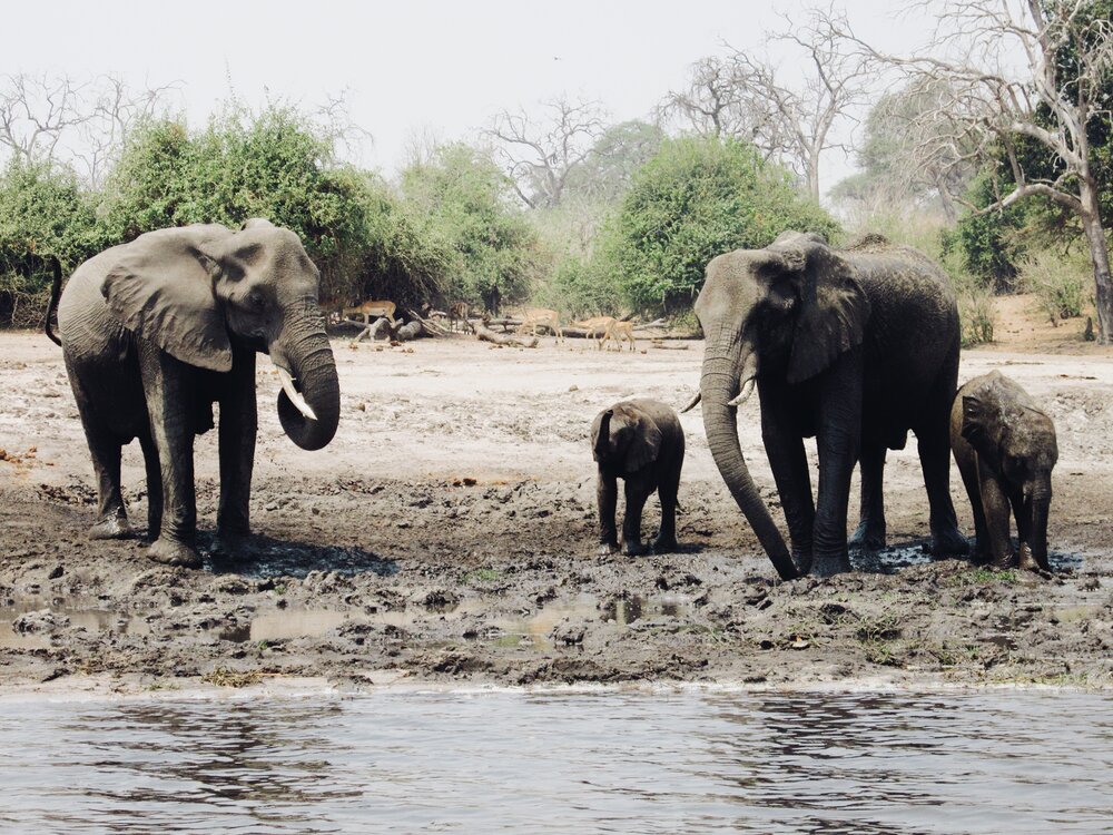 elephants on safari in Botswana