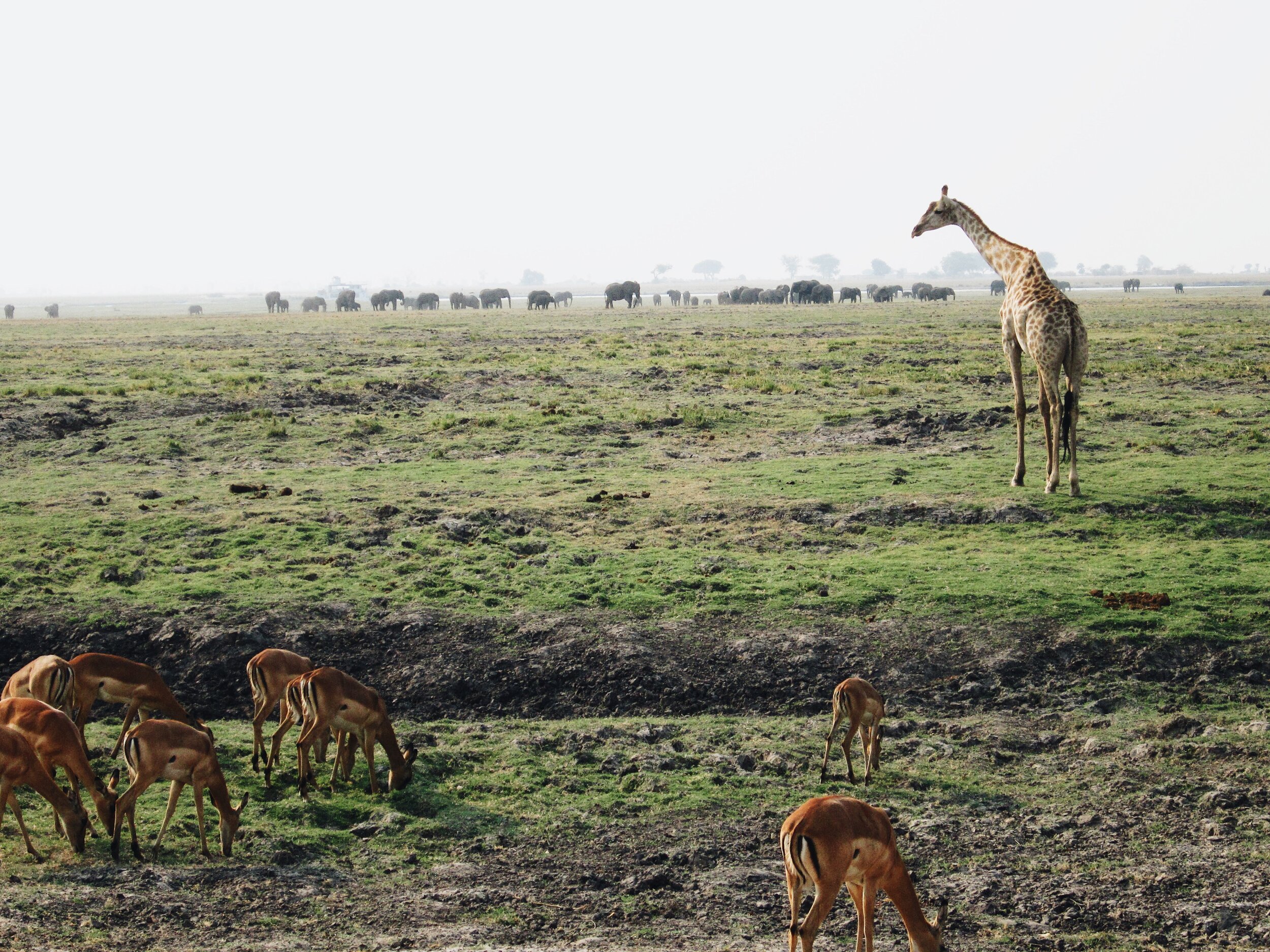 safari scene from Botswana