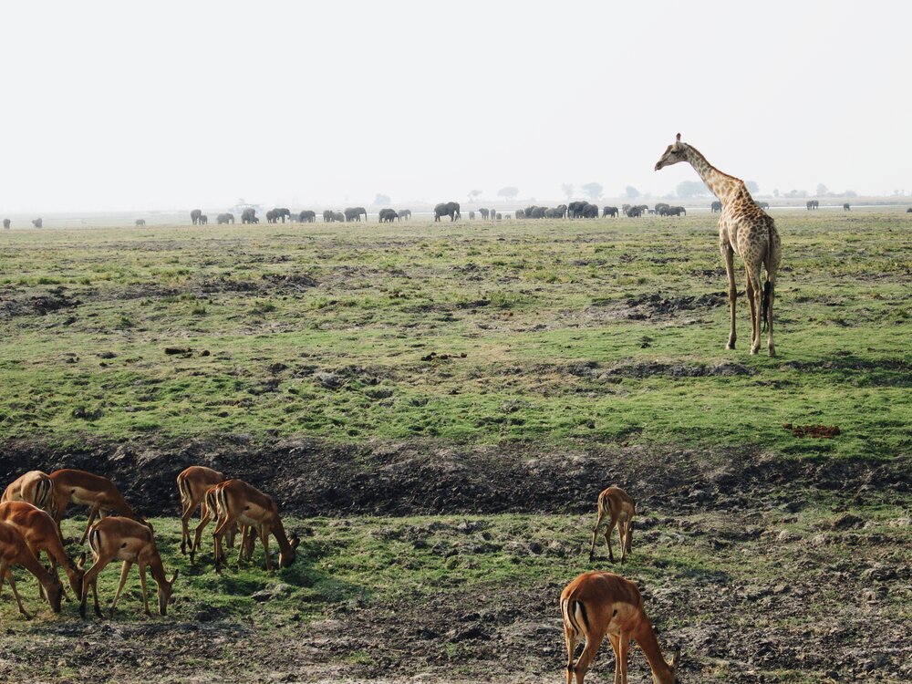 safari scene from Botswana