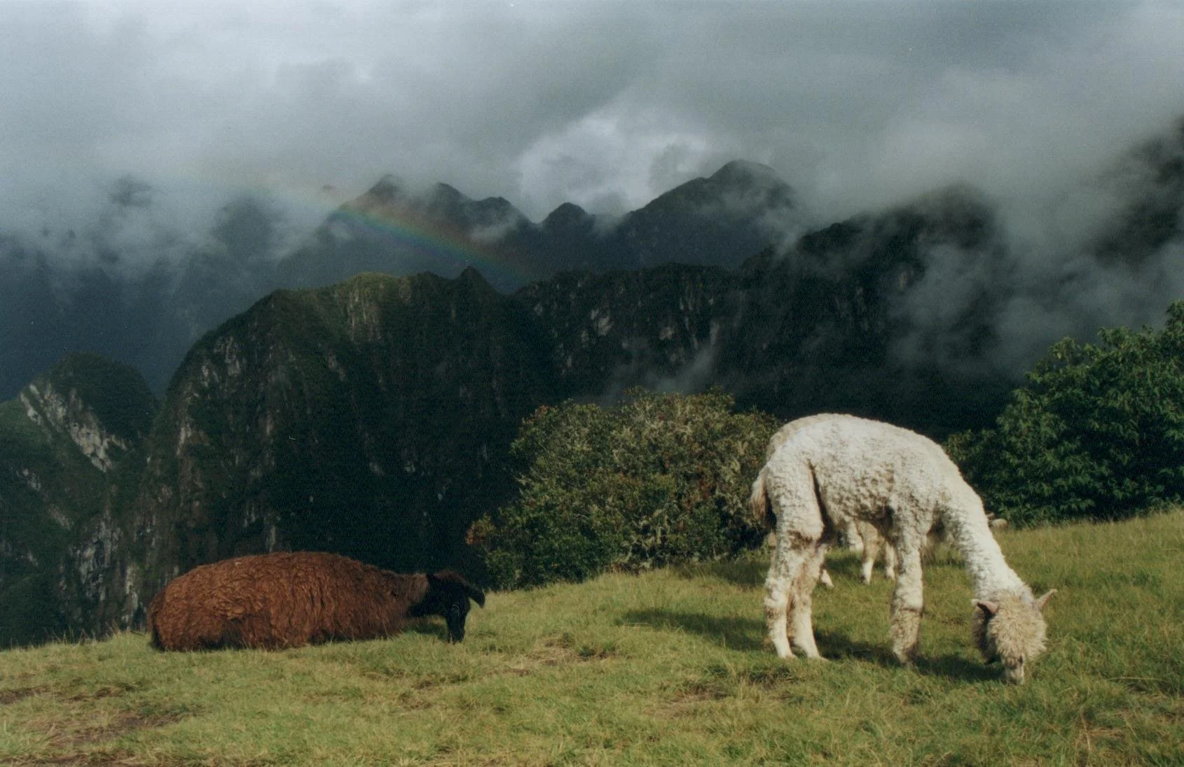 Llamas 4.jpg