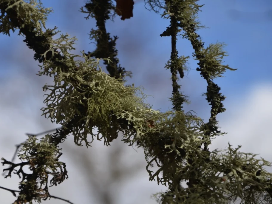 Branch.jpg